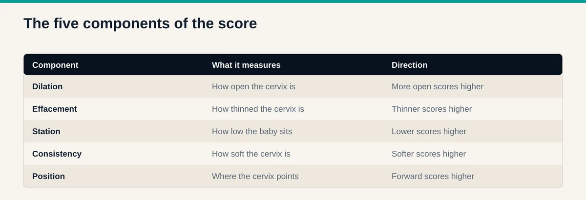 Table of the five Bishop score components: dilation, effacement, station, cervical consistency, and cervical position, with what each measures