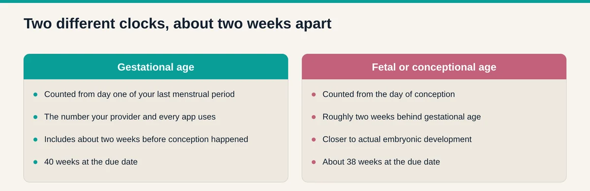 Comparison of gestational age counted from the last menstrual period against fetal or conceptional age counted from conception, about two weeks apart