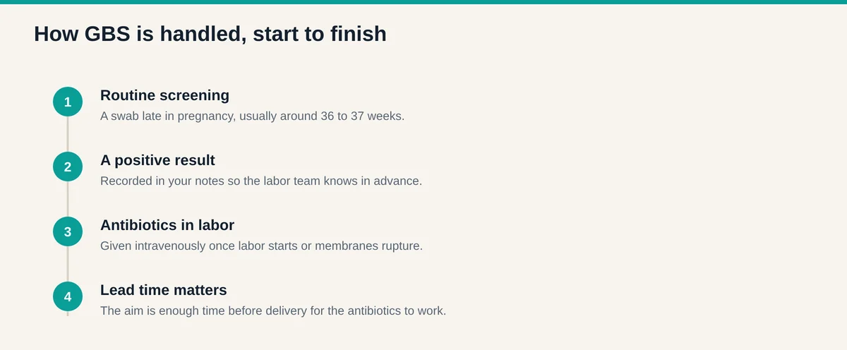 The Group B Strep pathway from routine screening around 36 to 37 weeks through a positive result to intravenous antibiotics in labor