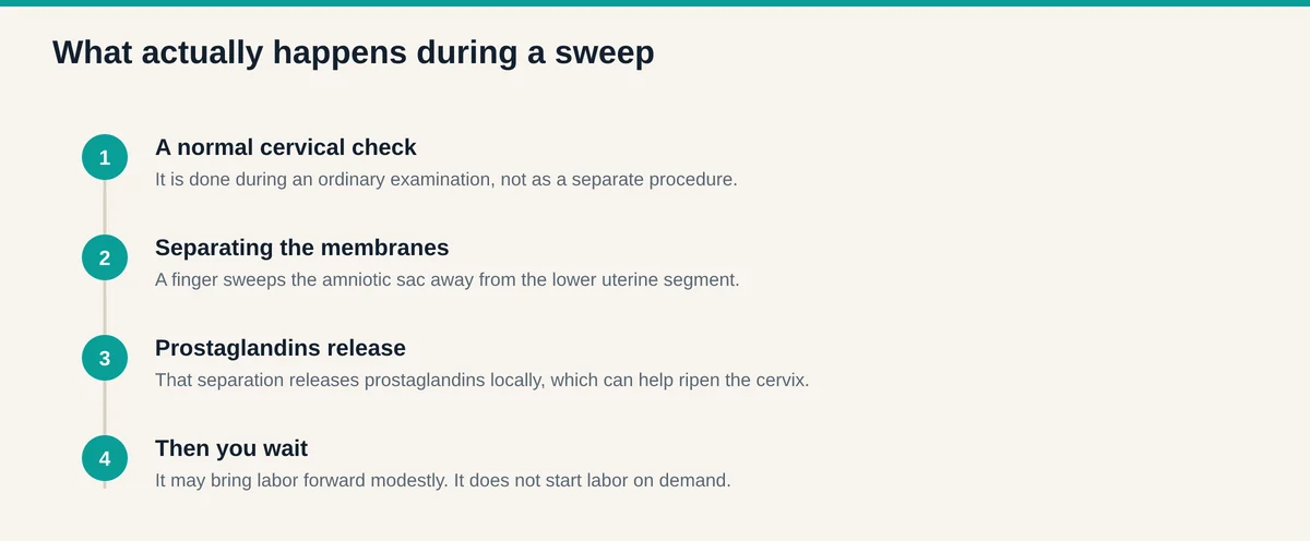 How a membrane sweep works, from a normal cervical check through separating the amniotic sac to the local release of prostaglandins
