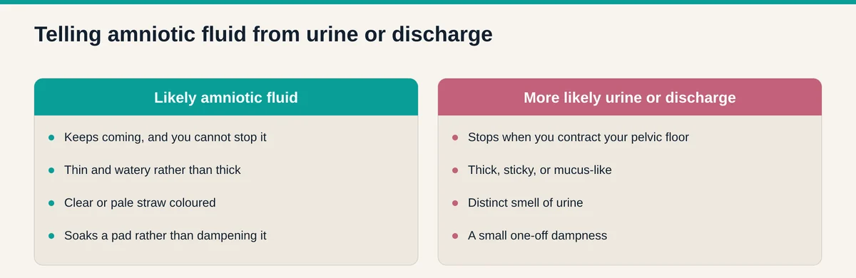 Comparison of amniotic fluid against urine or discharge, covering whether the flow can be stopped, consistency, colour, and how much it soaks a pad